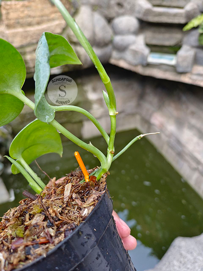 Scindapsus Treubi Platinum Silver Borneo - Scindapsus Borneo