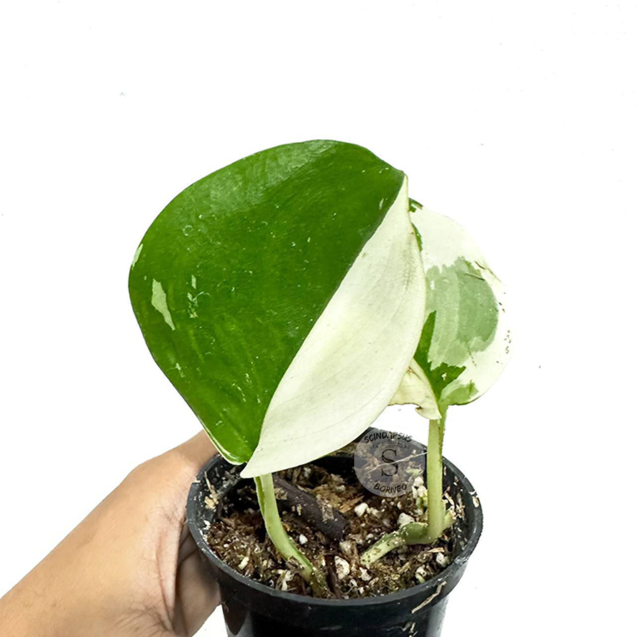 Scindapsus Treubii Moonlight Albo - Scindapsus Borneo