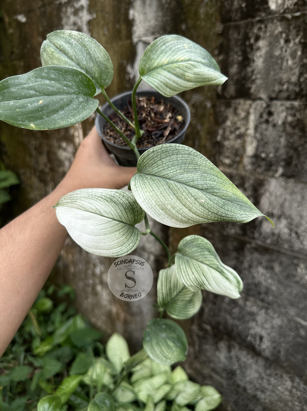 Scindapsus White Monster - Best Selected - Scindapsus Borneo