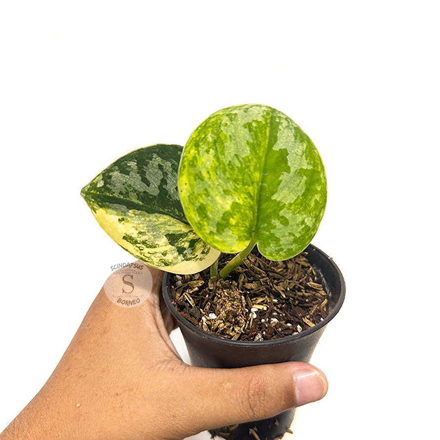Scindapsus bakudapati - Scindapsus Borneo