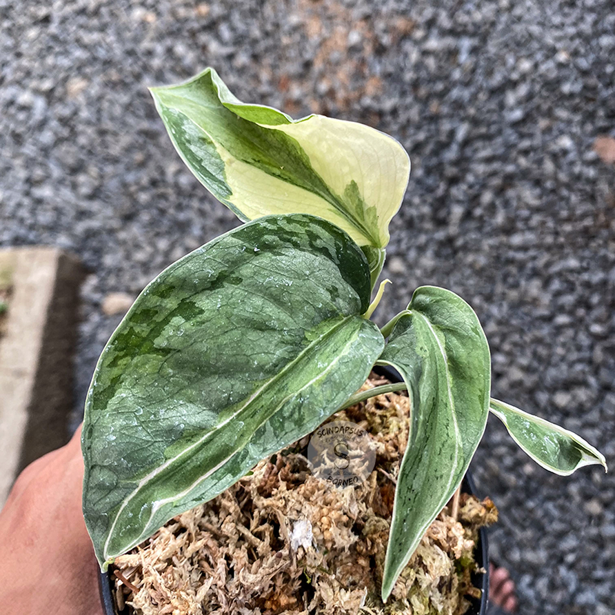 Scindapsus Exotica Variegated ( Blue Grey ) - Scindapsus Borneo