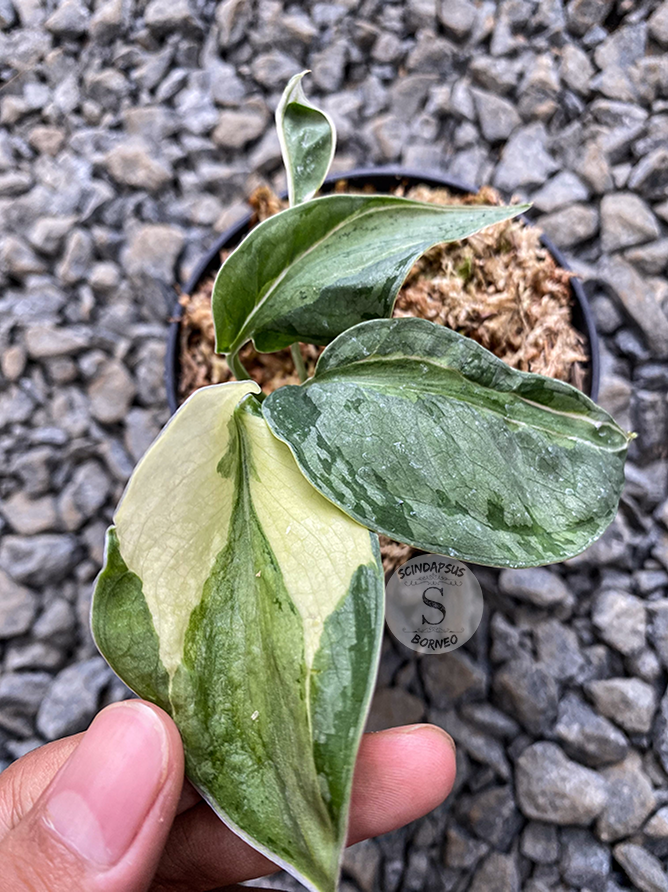 Scindapsus Exotica Variegated ( Blue Grey )