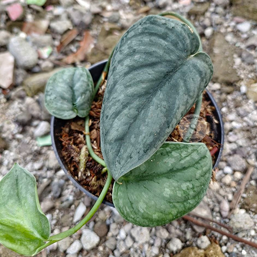 Scindapsus gray amazonica - Scindapsus Borneo