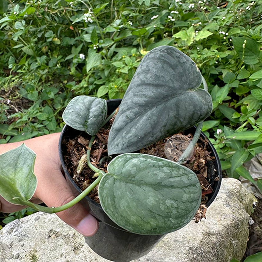 Scindapsus gray amazonica - Scindapsus Borneo