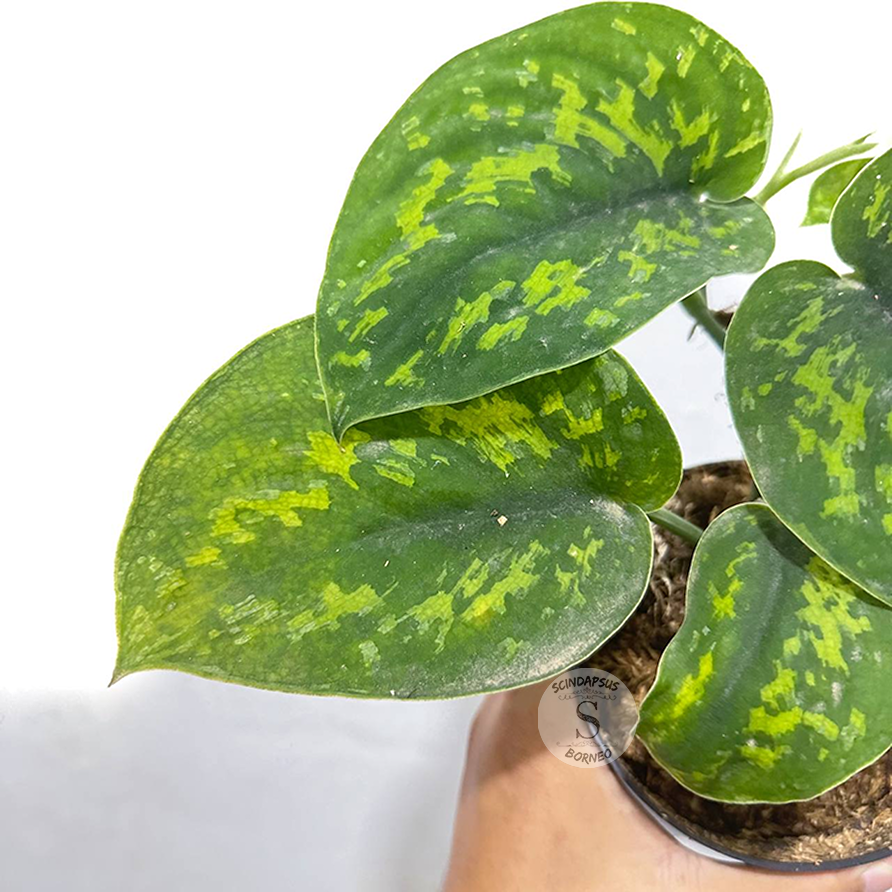 Scindapsus macan - Scindapsus Borneo