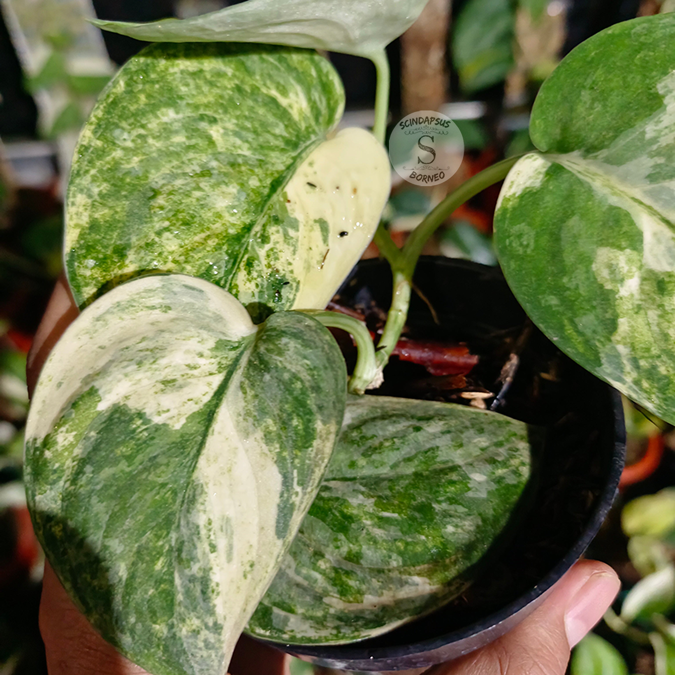 Scindapsus mangurai - Scindapsus Borneo