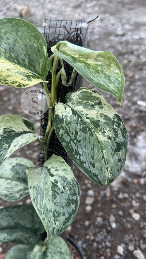 Scindapsus No Id Choice 2 - Best Selected