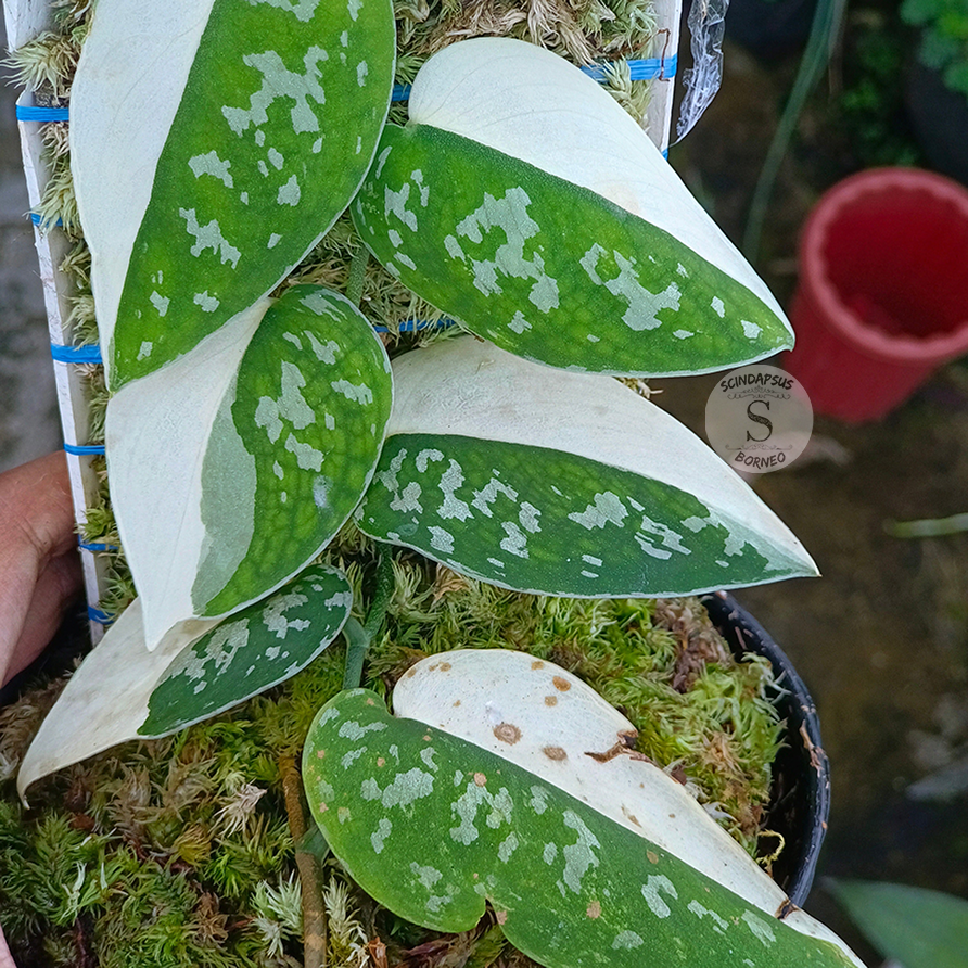 Scindapsus pictus argyraeus albo - Scindapsus Borneo
