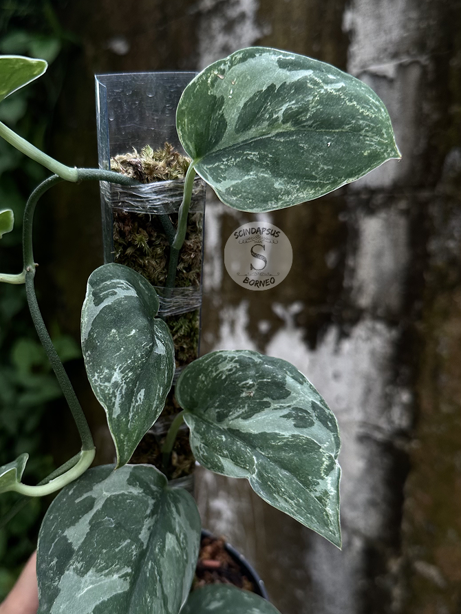 Scindapsus Silver Knight Line - Best Selected - Scindapsus Borneo