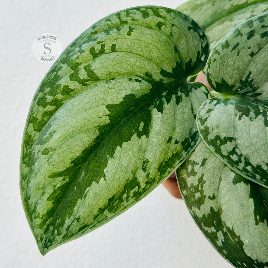 Scindapsus silver princess - Scindapsus Borneo