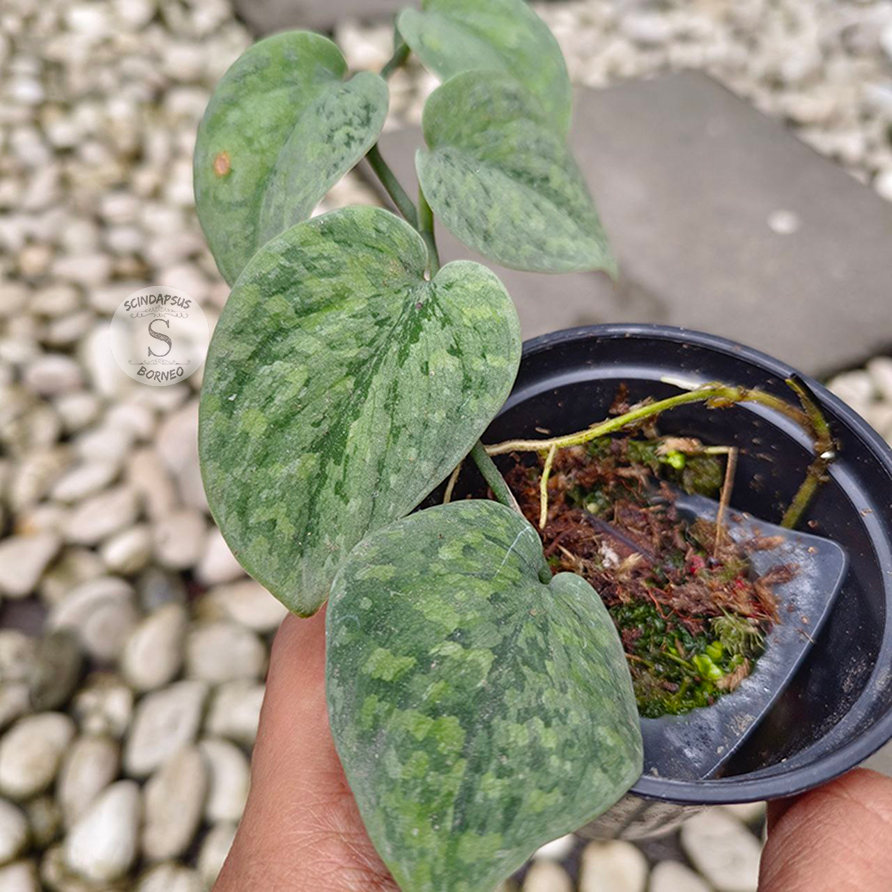 Scindapsus snow flex - Scindapsus Borneo