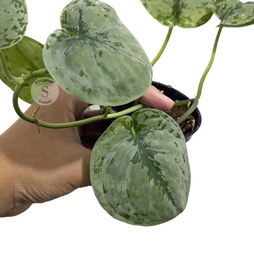 Scindapsus Sp Jambi - Scindapsus Borneo