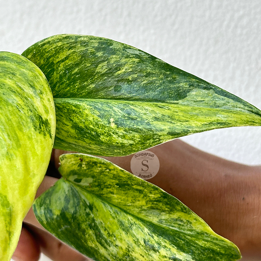Scindapsus treubii aurea - Scindapsus Borneo