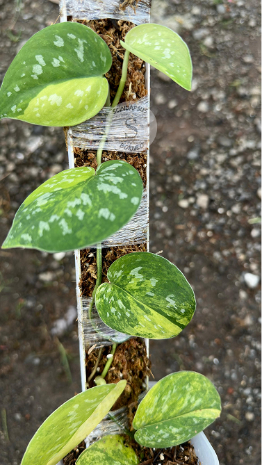 Scindapsus Aurora - Best Selected
