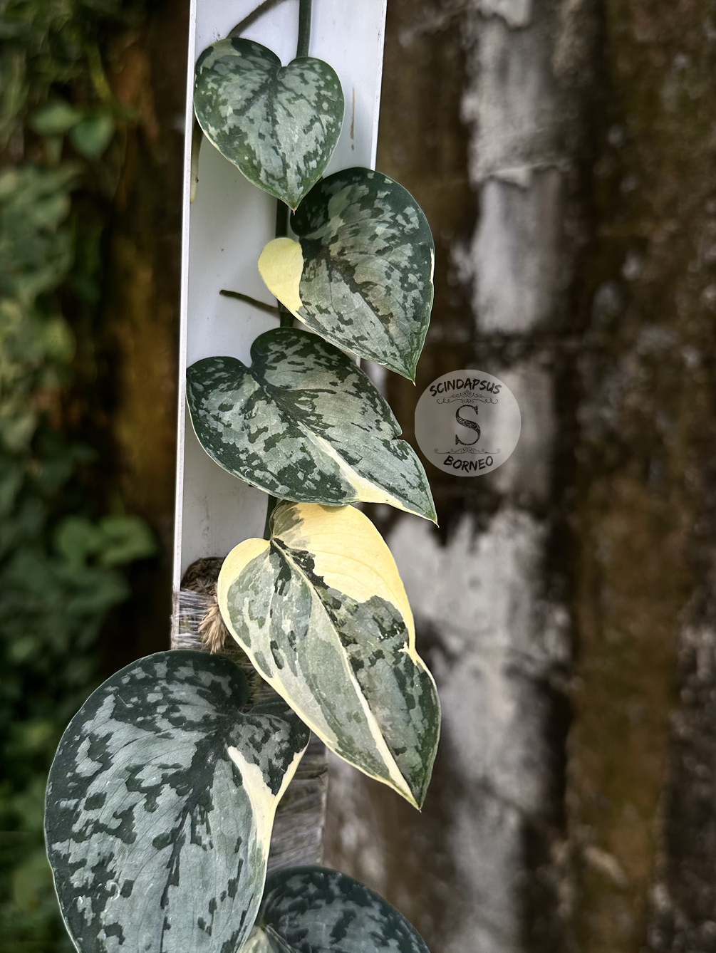 Scindapsus Creme Splash - Best Selected - Scindapsus Borneo