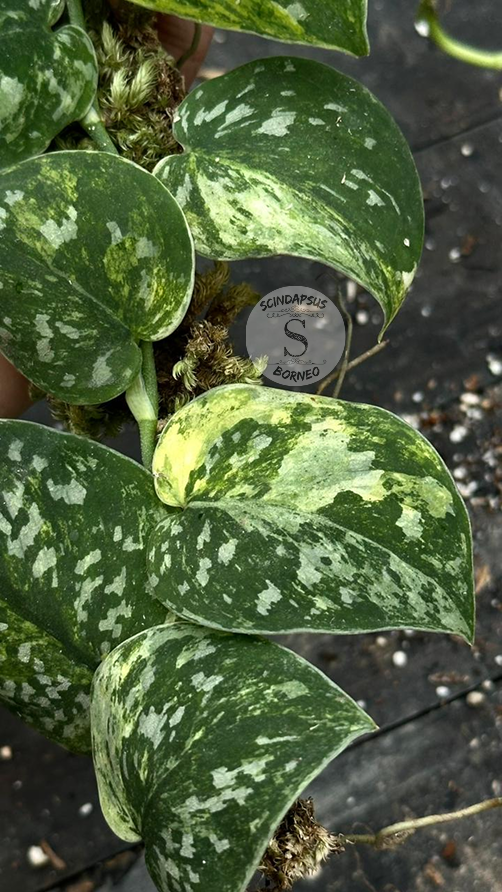Scindapsus Dark Agryrareus Tricolor - Best Selected