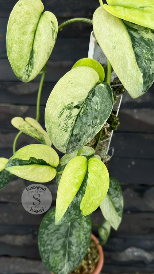 Scindapsus Dark Cloud Aurea &