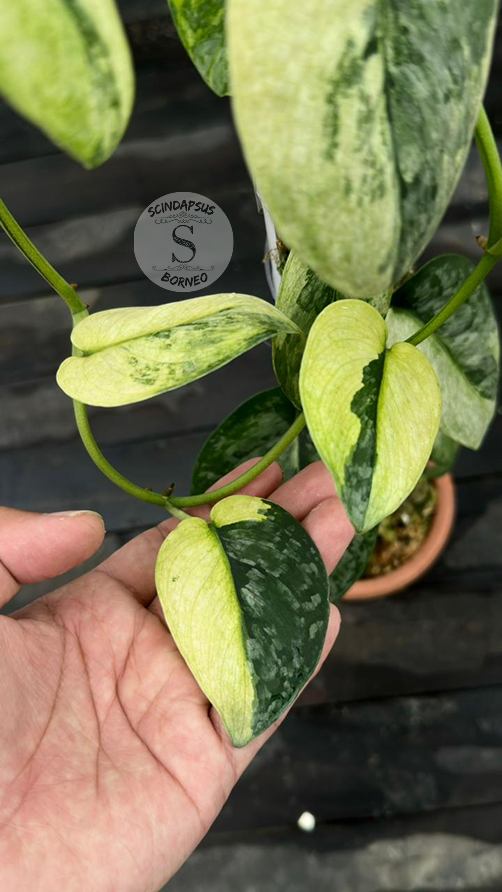 Scindapsus Dark Cloud Aurea &