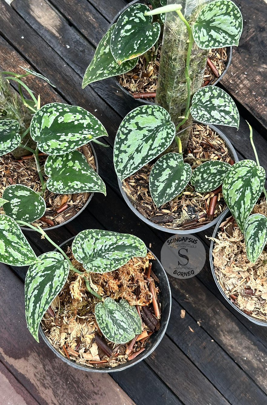 Scindapsus Dark Tricolor - Scindapsus Borneo