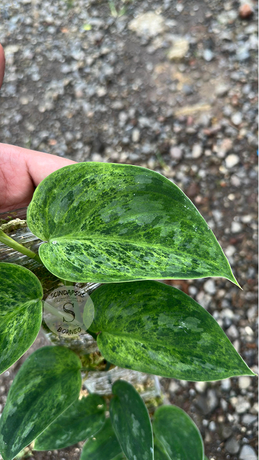 Scindapsus Dragon Scale - Best Selected