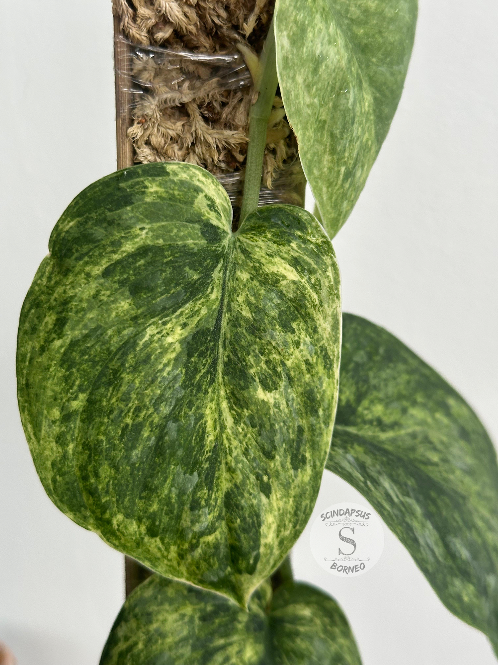 Scindapsus Dragon Splash - Best Selected - Scindapsus Borneo