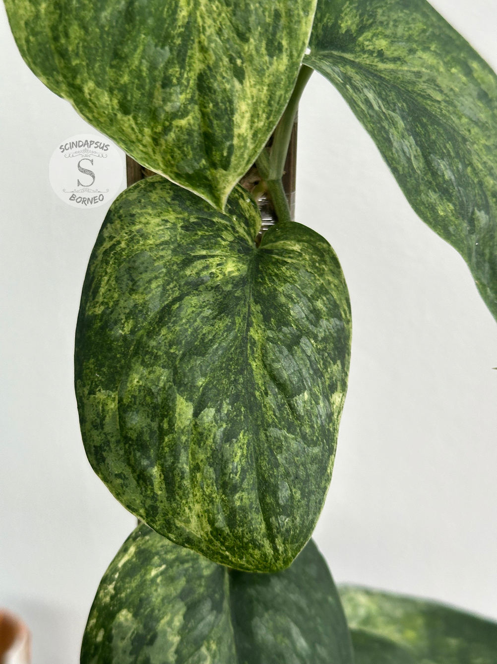 Scindapsus Dragon Splash - Best Selected - Scindapsus Borneo
