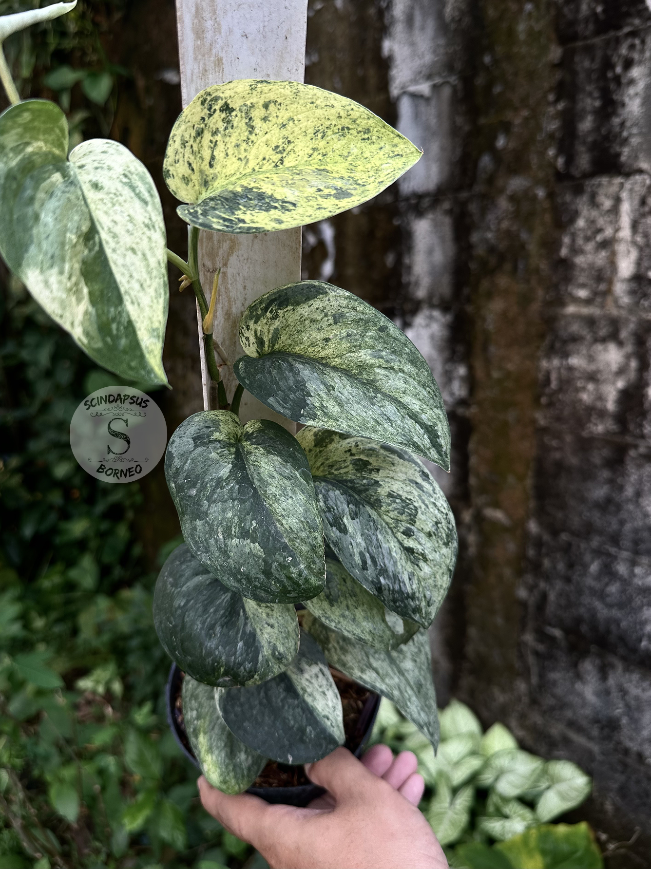 Scindapsus Dragon Splash Choice 1 - Best Selected - Scindapsus Borneo