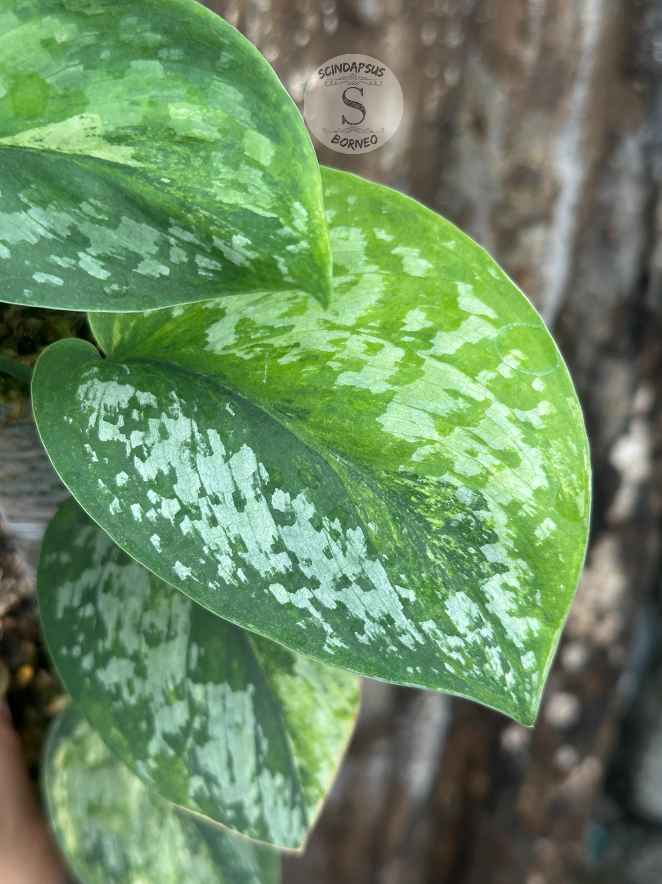 Scindapsus Excotica GOG - Best Selected