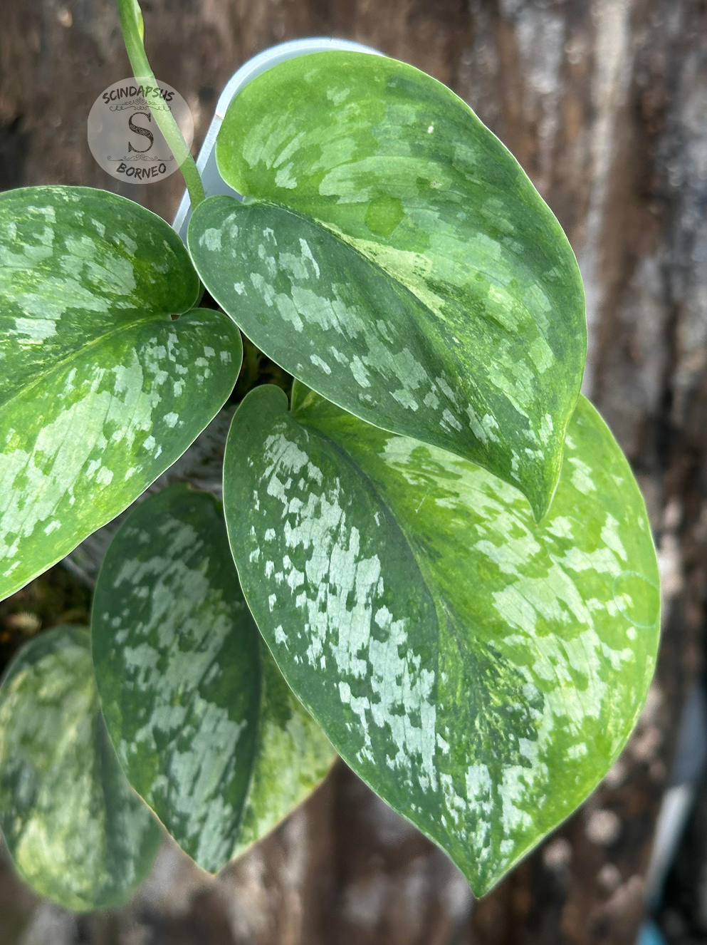 Scindapsus Excotica GOG - Best Selected