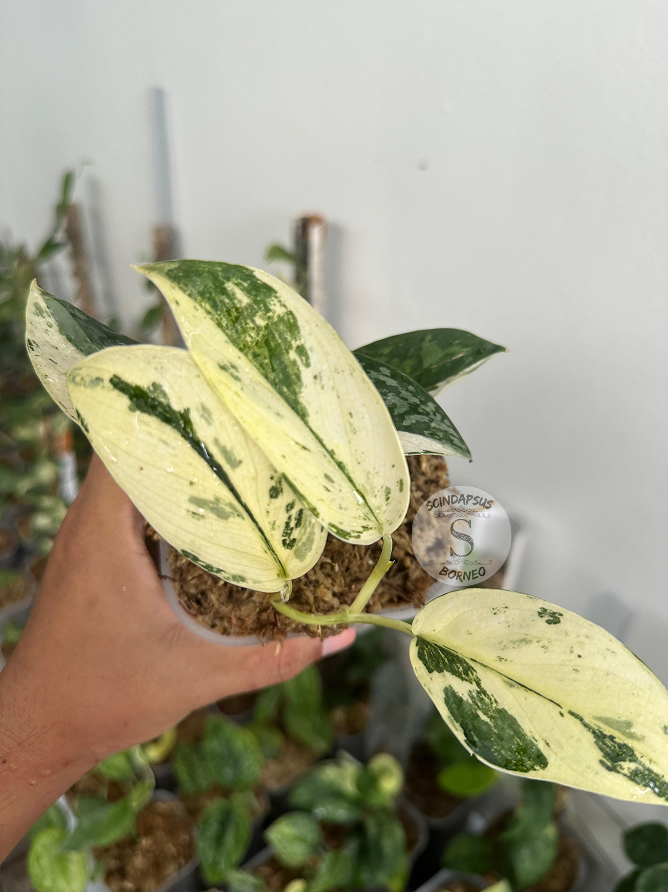 Scindapsus Excotica White Marble - Scindapsus Borneo