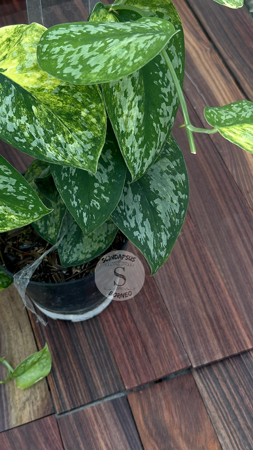 Scindapsus Exotica Aurea - Best Selected