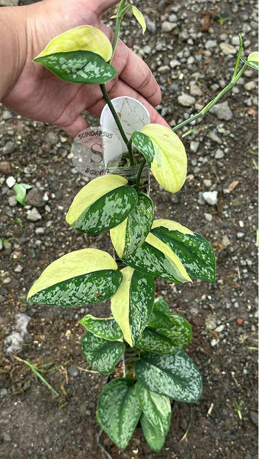 Scindapsus Exotica Aurea Halfmoon - Best Selected