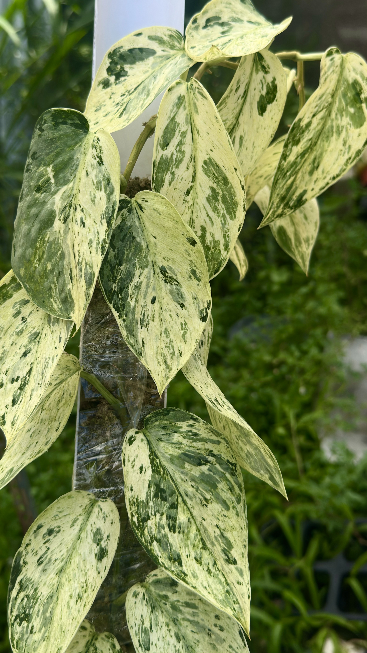Scindapsus Exotica Creme Marble Choice 1 - Best Selected
