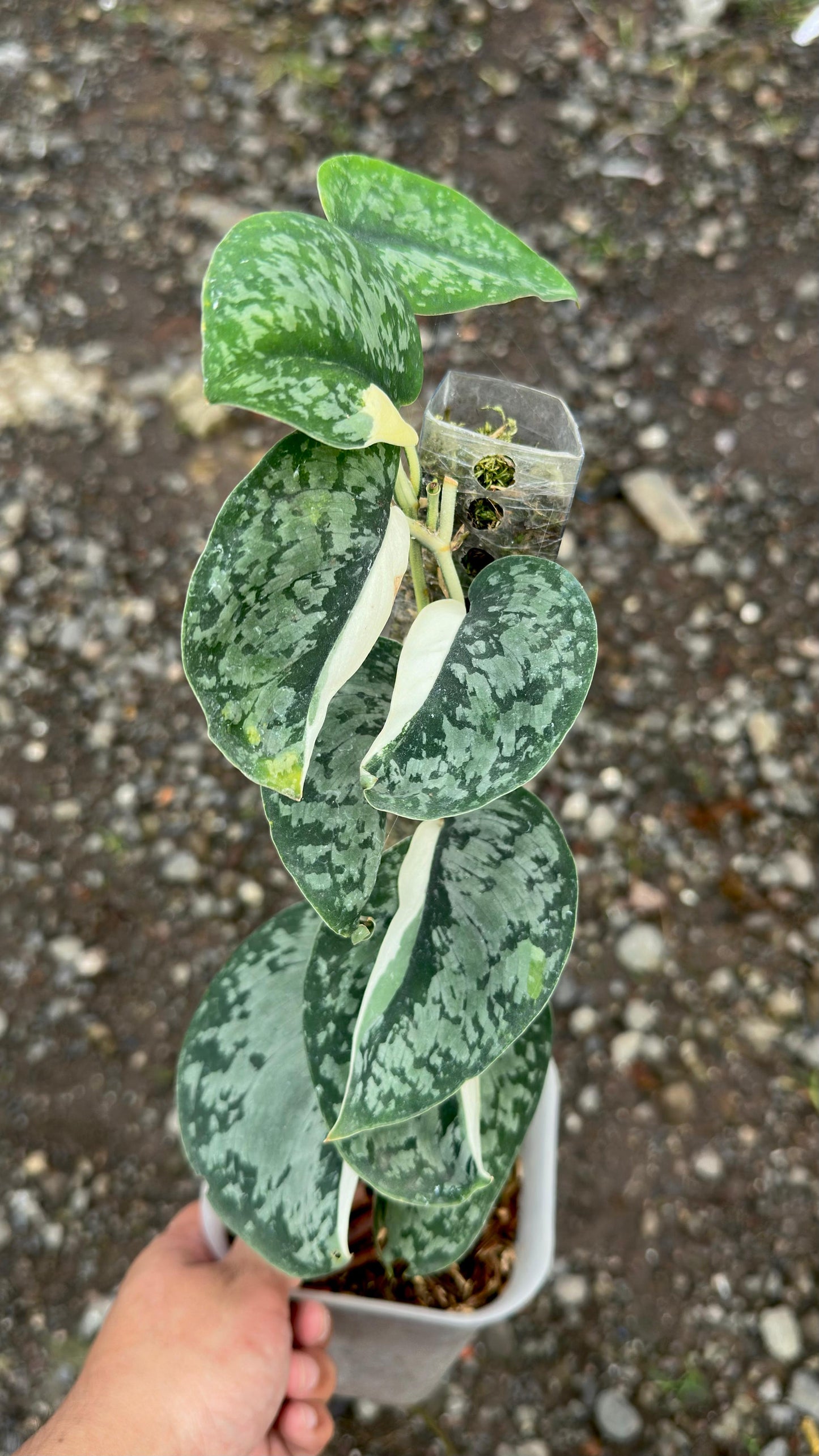 Scindapsus Exotica Halfmoon - Best Selected