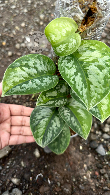 Scindapsus Exotica Kapuas Green On Green Choice 1 - Best Selected