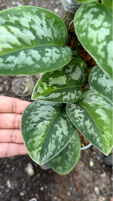 Scindapsus Exotica Kapuas Green On Green Choice 1 - Best Selected