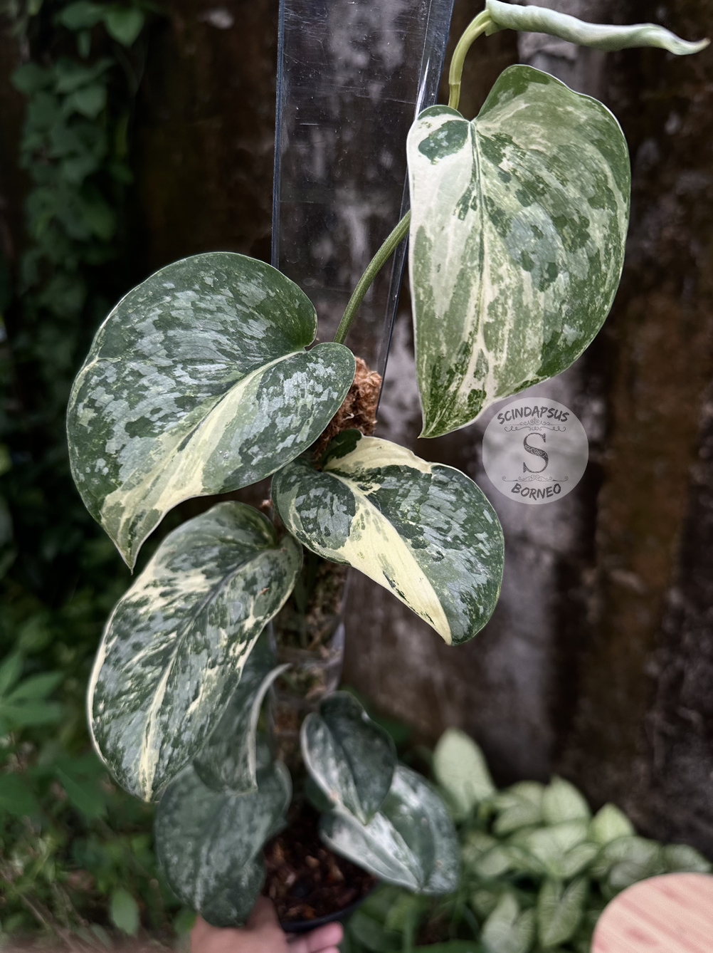 Scindapsus Exotica Salaca No Id - Best Selected
