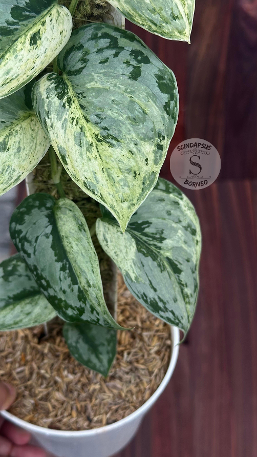 Scindapsus Exotica Silver Doff - Best Selected - Scindapsus Borneo