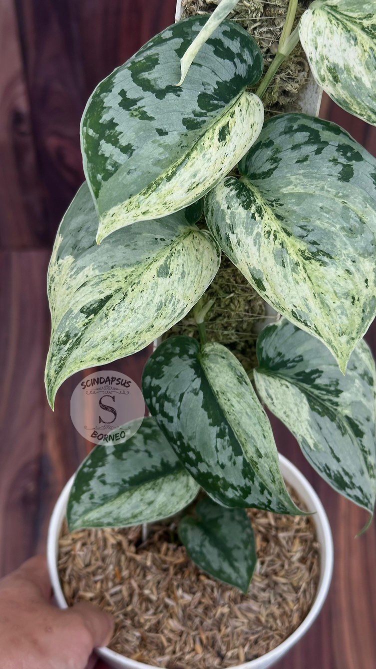 Scindapsus Exotica Silver Doff - Best Selected - Scindapsus Borneo