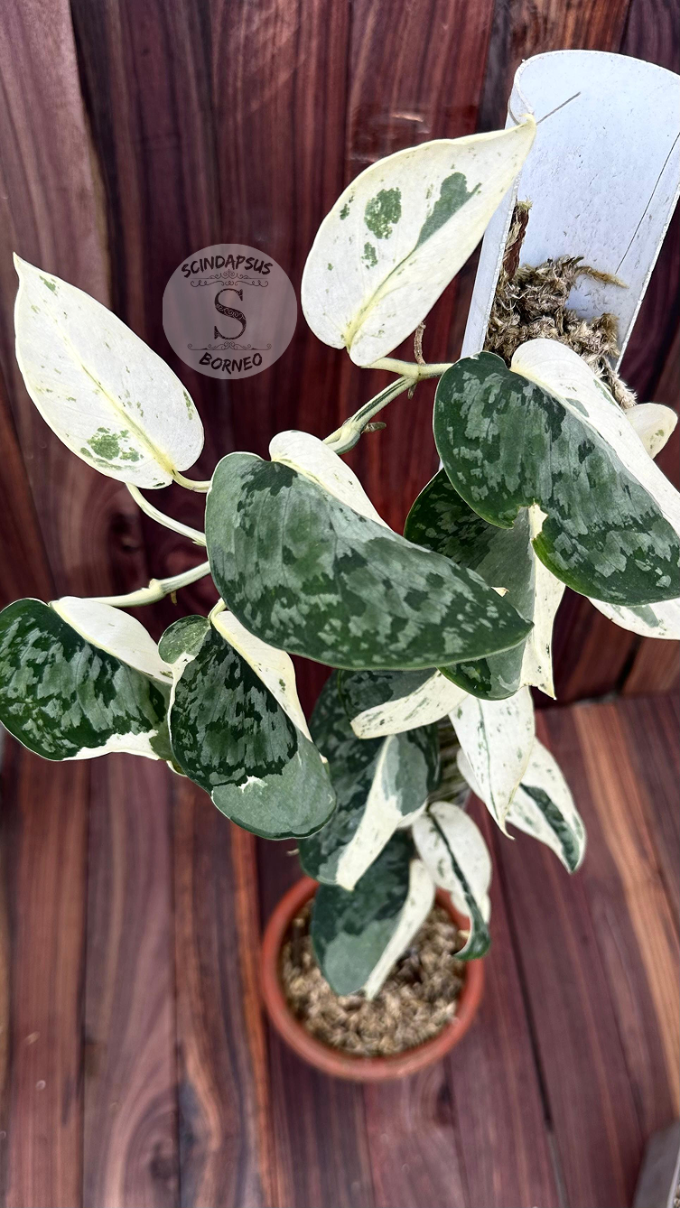 Scindapsus Exotica Silver Form - Best Selected