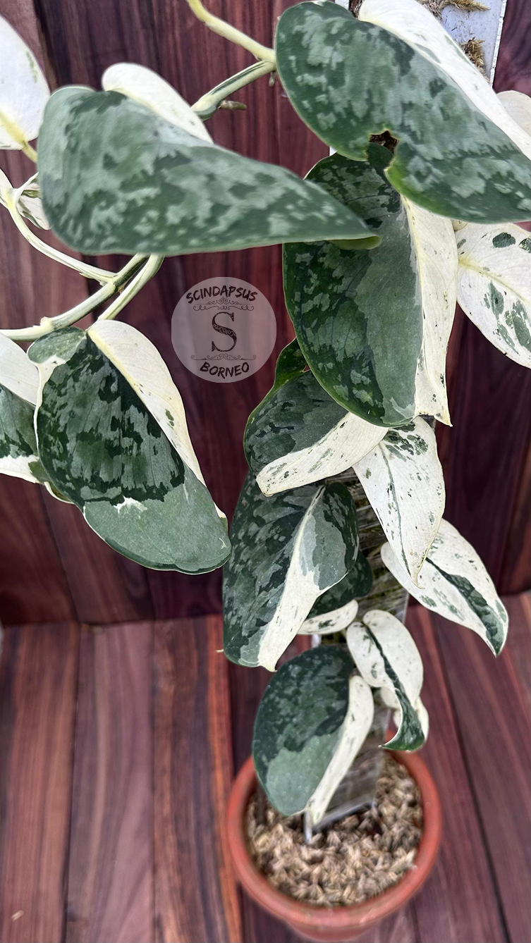 Scindapsus Exotica Silver Form - Best Selected