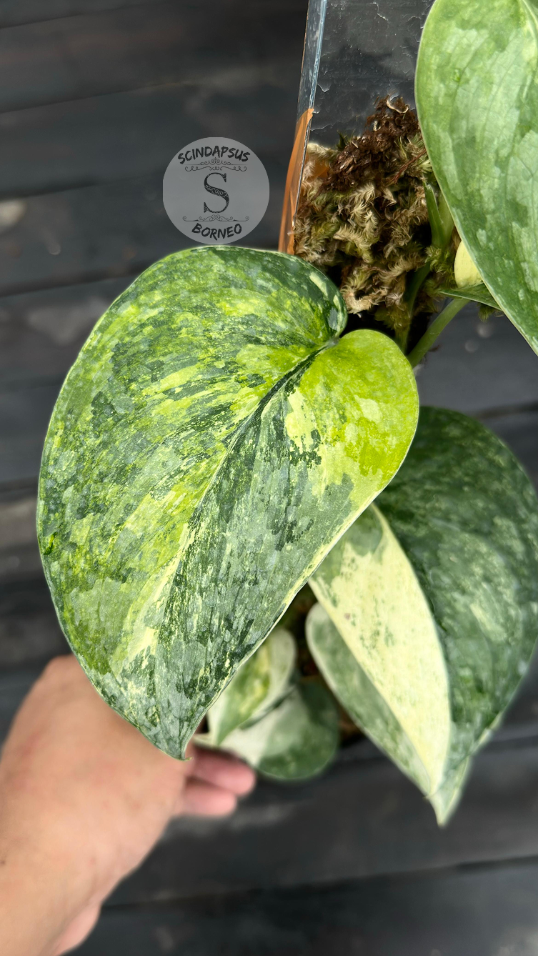 Scindapsus Exotica Variagata Tricolor - Best Selected