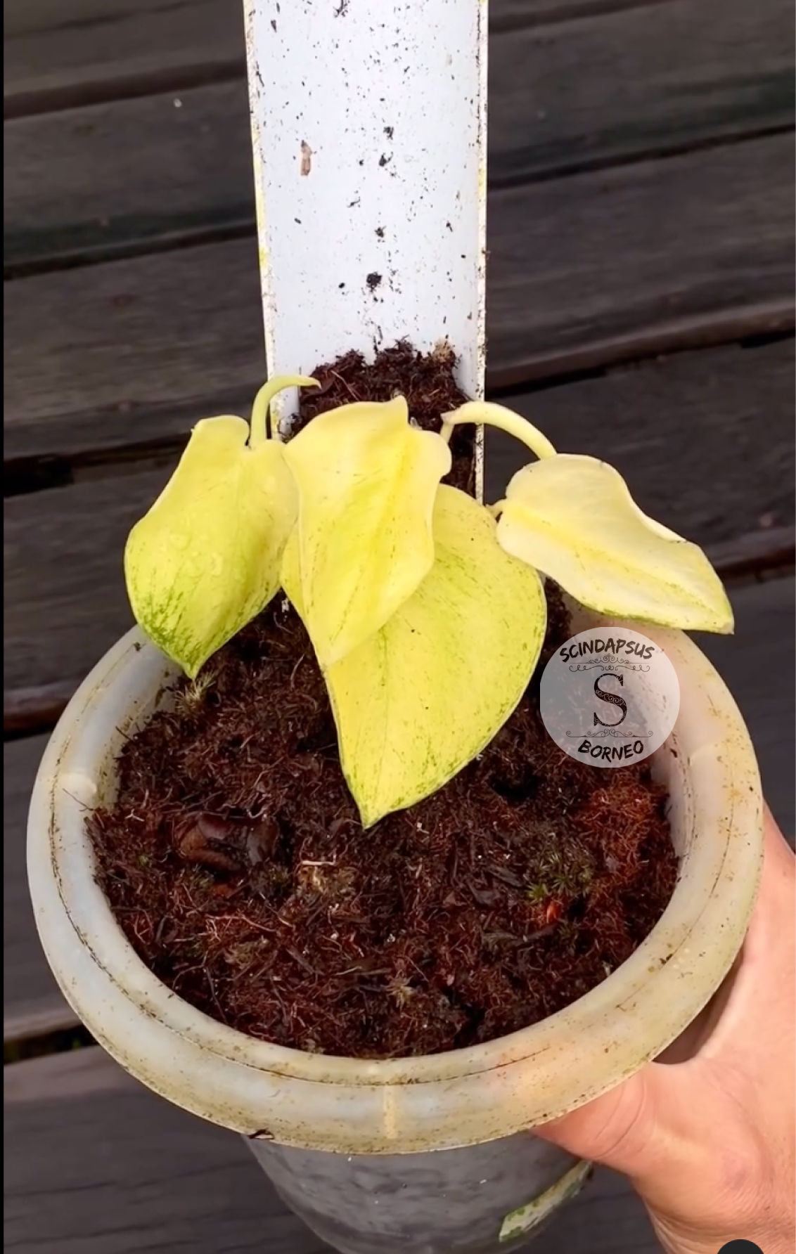 Scindapsus Exsotika Golden Mint - Scindapsus Borneo