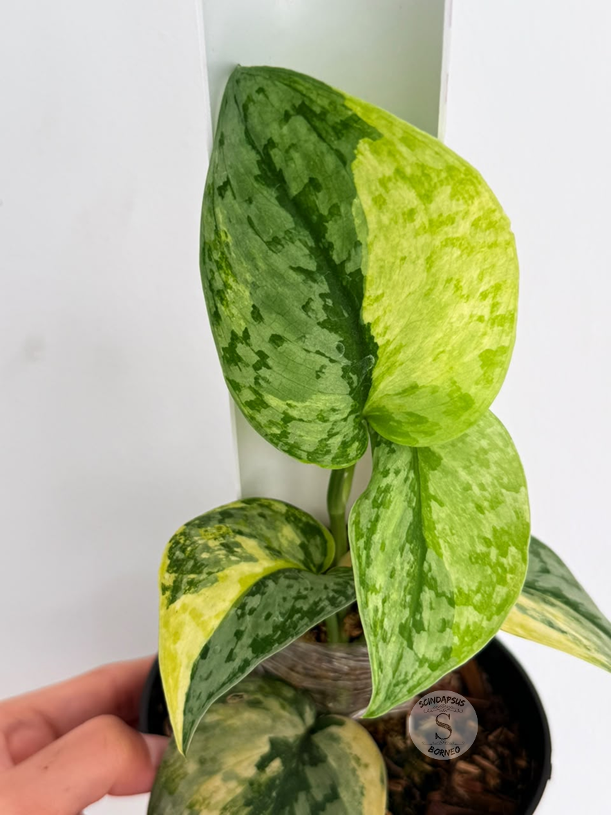 Scindapsus Geulis - Best Selected