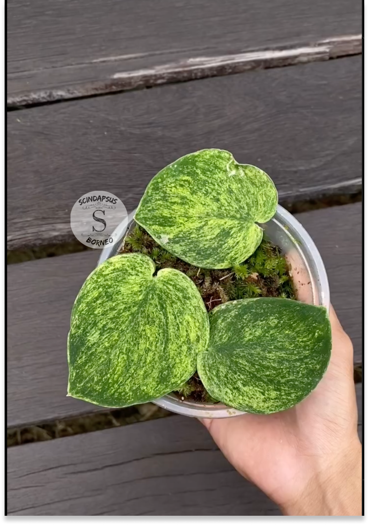 Scindapsus Golden Mint - Scindapsus Borneo