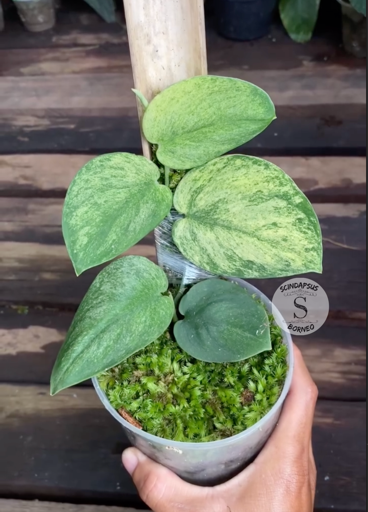 Scindapsus Golden Mint - Package 10x