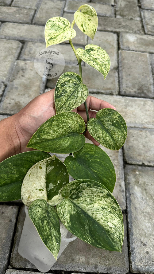 Scindapsus Jung Jung Buih Marble - Scindapsus Borneo