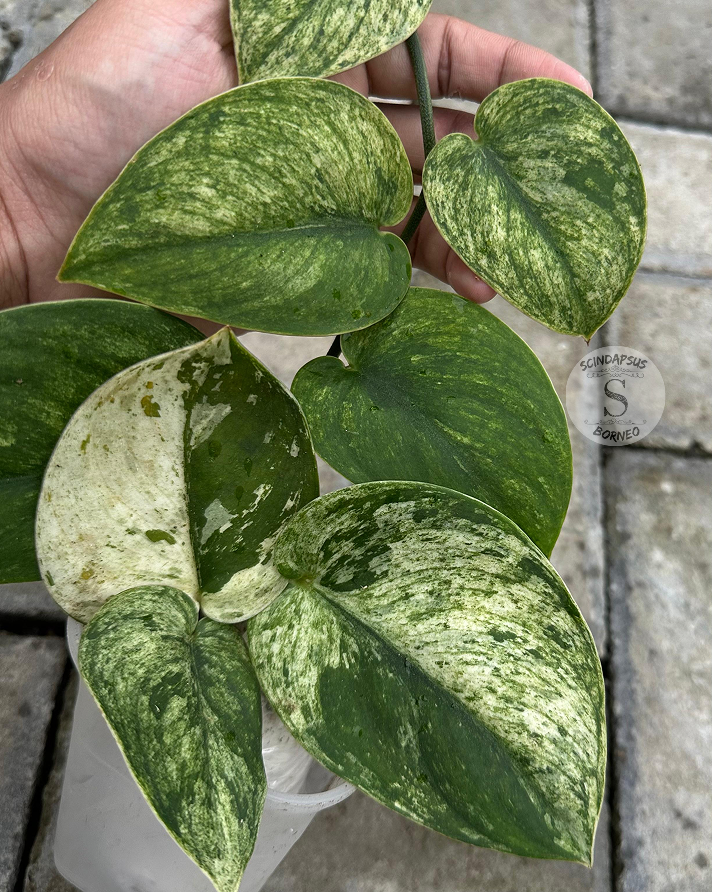 Scindapsus Jung Jung Buih Marble - Scindapsus Borneo