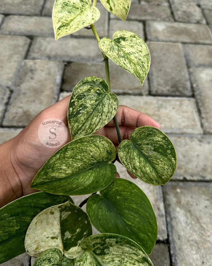 Scindapsus Jung Jung Buih Marble - Scindapsus Borneo