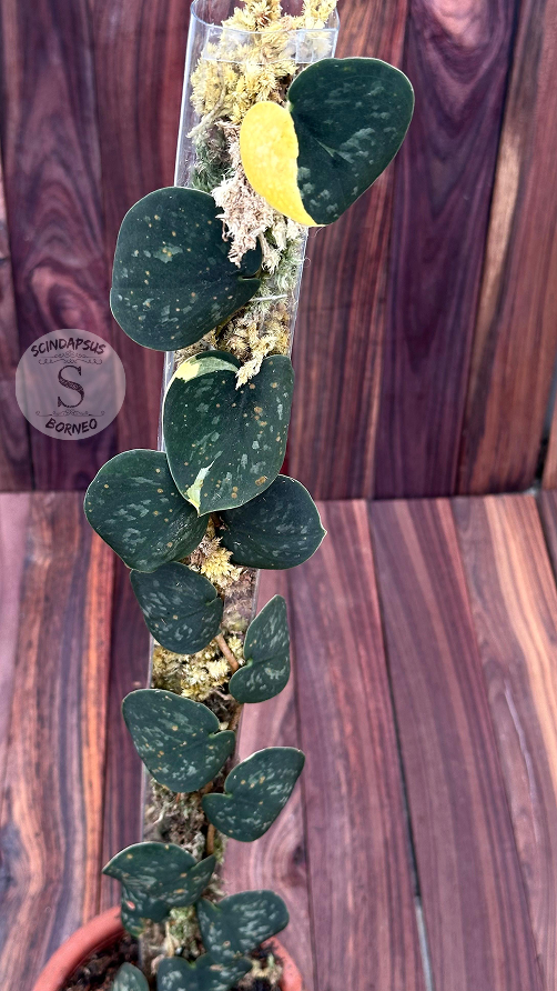 Scindapsus Kapuas - Best Selected - Scindapsus Borneo